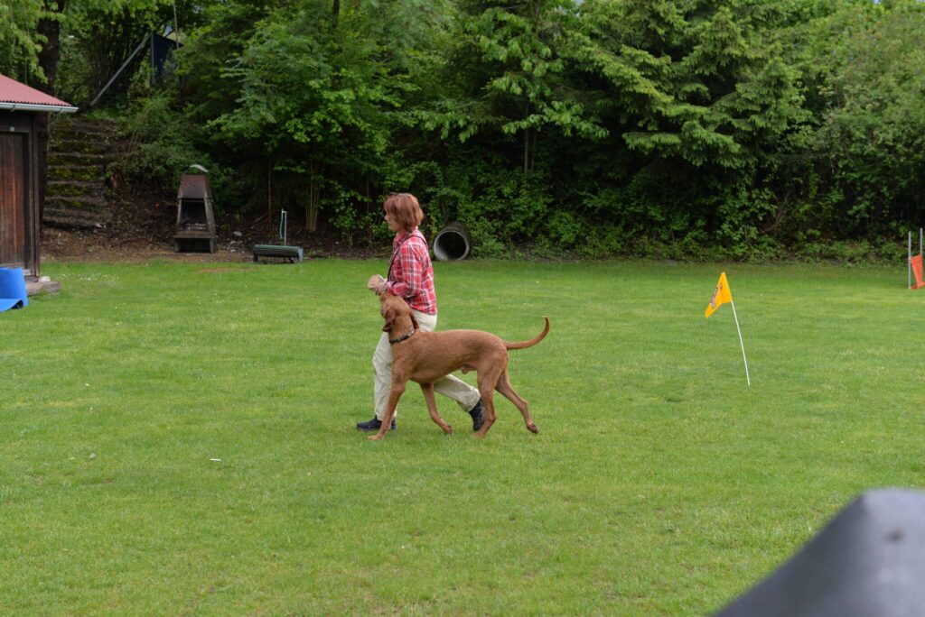 Hundesport & Prüfungen 2016 – Kynologischer Verein Ganda Landquart