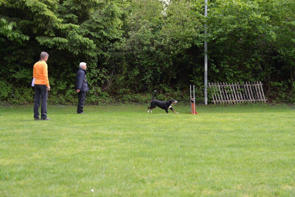 Hundesport & Prüfungen 2016 – Kynologischer Verein Ganda Landquart