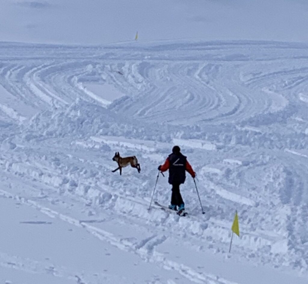 Hundesport & Prüfungen 2020 – Kynologischer Verein Ganda Landquart