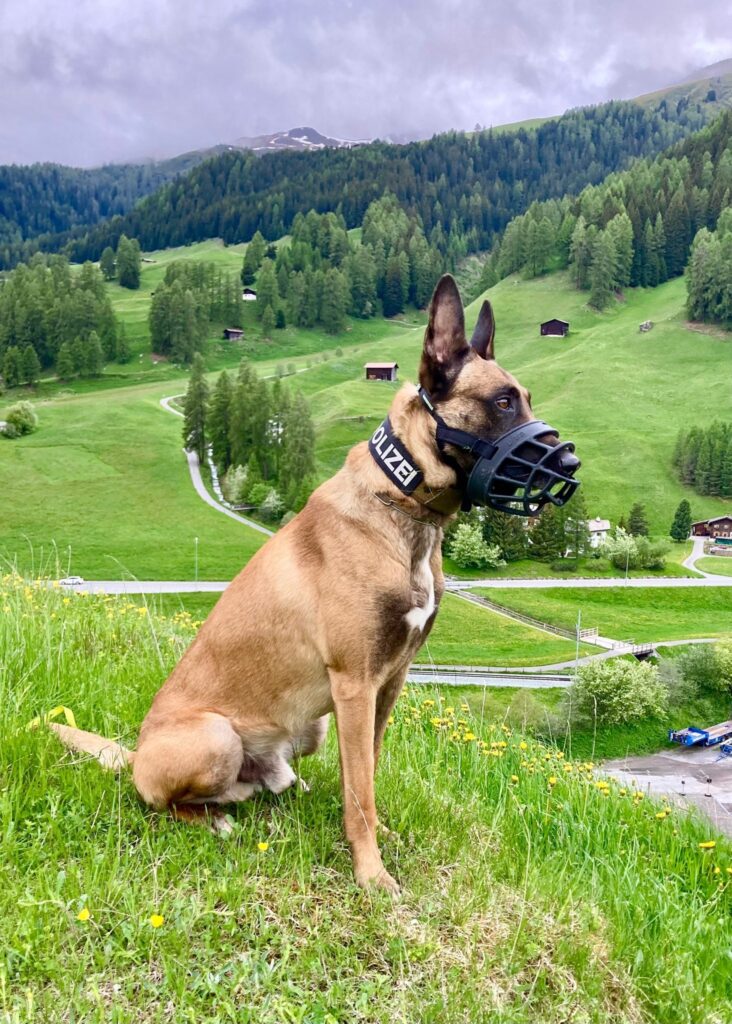 Hundesport & Prüfungen 2022 – Kynologischer Verein Ganda Landquart